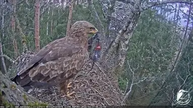 Küçük Benekli Kartal yuvası, Zemgale canlı web kamerası