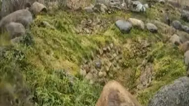 Sneeuwluipaard, dierentuin van Tallin online-webcam