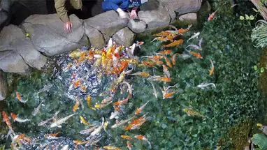 Oceanarium «Sochi Discovery World Aquarium» Carps Live Cam