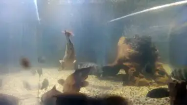 Oceanarium, Sotsji online-webcam