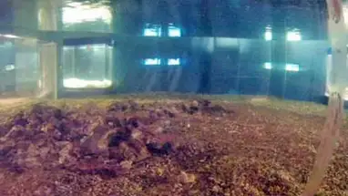 Akwarium z rekinami kamera na żywo