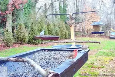 Zuidoost-vogelvoeder, North Carolina