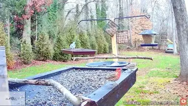 साउथईस्ट बर्ड फीडर, उत्तरी कैरोलिना लाइव वेबकैम प्रसारण