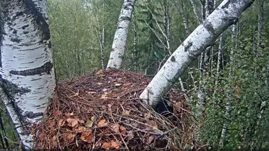Nido de águila moteada, Estonia cámara web en vivo