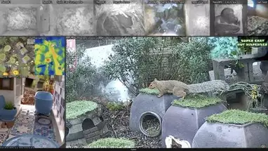 El país de las maravillas de las ardillas, EE. UU. cámara web en vivo