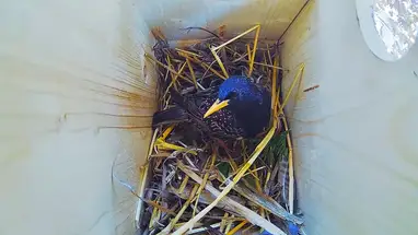 Starling Birdhouse, Recke, Alemanha webcam ao vivo