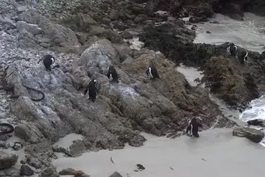 Stony Point Penguins, South Africa