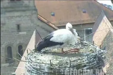 Stork nest on roof, Germany