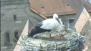 Tổ cò trên mái nhà, Đức phát trực tiếp qua webcam