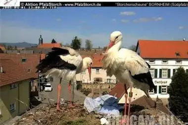 Stork nest webcam