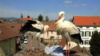 황새 둥지, 독일 웹캠 라이브 스트림