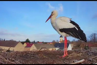Webcam in the nest of storks, Havelsee, Germany