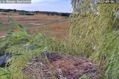 Webcam in the nest of storks in Novy Kamen