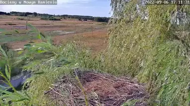 コウノトリの巣、ノヴィ・カミエン ウェブカメラのライブストリーム