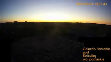 Ninho de cegonha, Sokolka webcam ao vivo