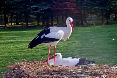 Webcam in the stork nest