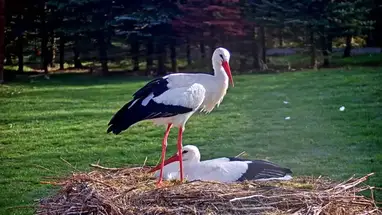 Animal Rescue Station, Makov Live Cam