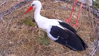 Storks nest, Makov village Live Cam