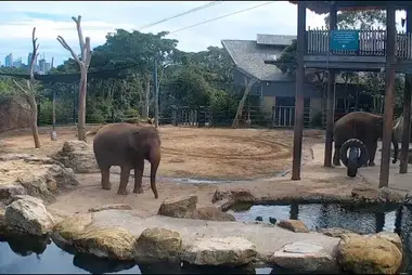 Elephant Cam, Taronga Zoo Sydney