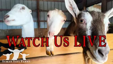 Celeiro de cabras, Salem webcam ao vivo