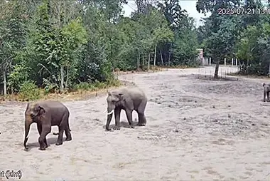 匈牙利塞格德动物园大象