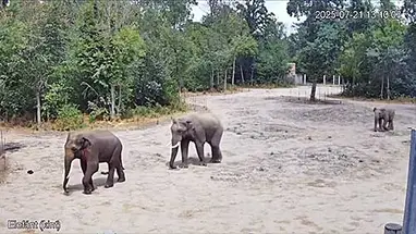 セゲド動物園のゾウ、ハンガリー ウェブカメラのライブストリーム