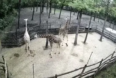 Szeged Zoo Giraffe Cam, Hungary