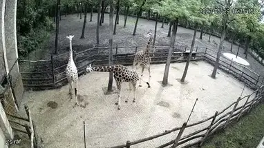 Girafas, Zoológico de Szeged webcam ao vivo