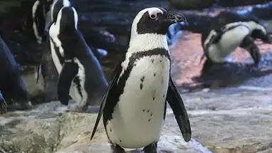 Pinguins, Zoológico de Szeged webcam ao vivo