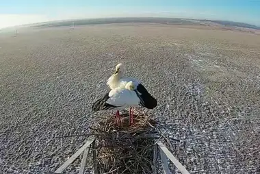 Nest of Far Eastern stork, Tambovka