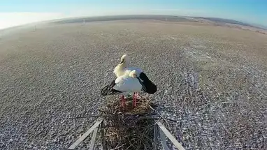 सुदूर पूर्वी सारस का घोंसला, तांबोव्का लाइव वेबकैम प्रसारण