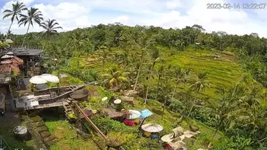 Rice Terrace Café, Tegallalang Live Cam