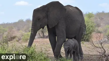 Tembe Elephant Park Live Cam