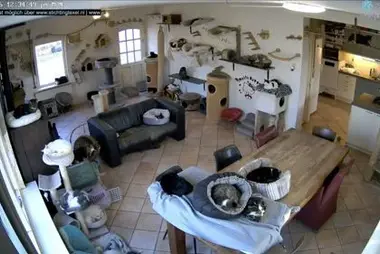 Гостиная Texel Cats, Нидерланды