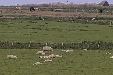 Koyun Çiftliği De Waddel, Texel