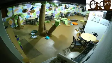 El Gato Café, San Diego cámara web en vivo