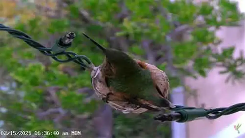 Live cam Allen's Hummingbird Nest