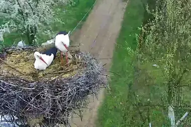 Nest of white storks in village of Tjaziv