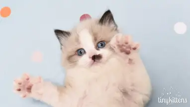 TinyKittens, Fort Langley webcam en direct