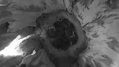Osprey nest, Estonia Live Cam