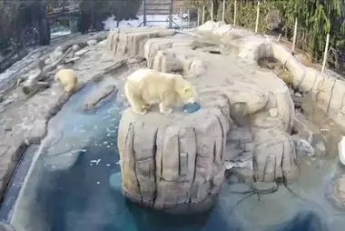 Polar Bear, Toledo Zoo