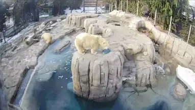 Gấu Bắc Cực, Sở Thú Toledo phát trực tiếp qua webcam