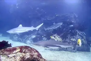 Reef Tank Exhibit, Toledo Zoo