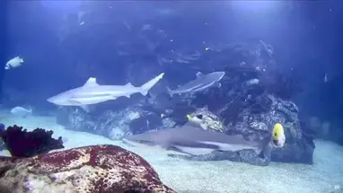 Reef Tank Exhibit, Toledo Zoo Live Cam