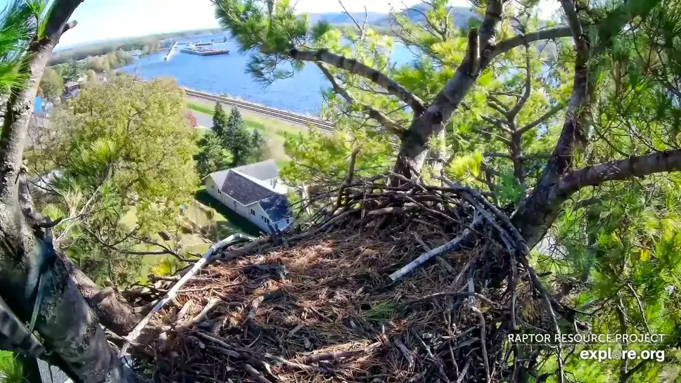Live Webcam Trempealeau Bald Eagle Nest, Wisconsin