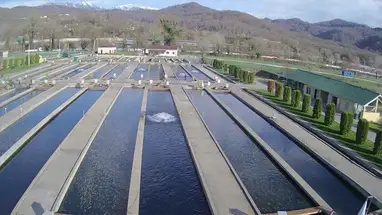 Trout farm, Cossack Ford Live Cam