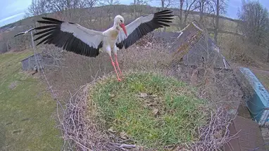Ninho de cegonha branca, Tukums webcam ao vivo