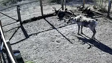 Arctic Tourism Center, Naryan-Mar Live Cam