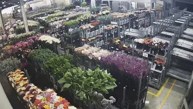 Wózki UFG Auckland, Nowa Zelandia kamera na żywo