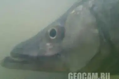 Underwater Fish Webcam